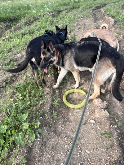 The image depicts three dogs in an outdoor, grassy, and dirt-covered environment. Two of the dogs appear to be German Shepherds, one black and tan, and the other primarily black with some tan markings. The third dog is lighter in color, possibly tan or light brown, with a curled tail. A green and black leash is visible, extending from the foreground towards the black and tan German Shepherd. A yellow circular dog toy is on the ground near the dogs' paws. The background shows a grassy area with scattered small white flowers and some patches of bare dirt. The ground surface is uneven, with loose soil and small stones. The overall scene suggests a natural, possibly rural or park-like setting, not specifically identifiable as the city of Nizhny Tagil, Russia, without additional contextual information.
