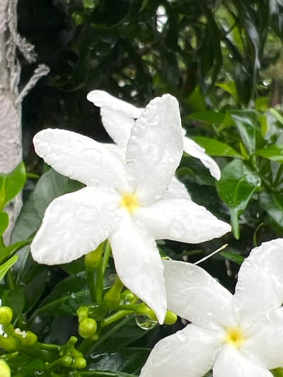 In Choeng Thale, Thailand, a close-up shot captures two white jasmine flowers glistening with water droplets against a backdrop of lush green foliage. The foreground flower is in sharp focus, showcasing its five delicate petals radiating from a soft yellow center. Its petals are slightly textured and hold several tiny water beads. To the right and slightly behind, another jasmine flower is partially visible, its petals also adorned with dew. The surrounding leaves are a deep, vibrant green, some appearing wet and reflective, suggesting recent rain. Small, unopened green buds are clustered at the base of the flowers, hinting at future blooms. A grey, textured surface, possibly a wall or rock, is visible on the far left edge of the frame, providing a contrasting element to the natural scene. The overall impression is one of fresh, damp greenery and the delicate beauty of blooming jasmine.