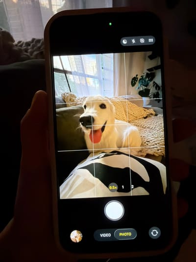 A close-up, portrait-oriented, eye-level, vertical, full shot shows a smartphone held in a left hand, displaying the phone's camera interface. The phone is light-colored and has a light-pink case. The camera is active, with a grid overlay visible on the screen. The subject of the photograph on the phone's screen is a golden retriever dog, panting with its tongue out, lying on a couch. The dog is situated in the middle ground of the photo. The background of the phone's photo shows a window with sheer curtains and a plant on a shelf. The phone's interface shows various camera controls including zoom options (0.5x, 1, 2), mode selectors (video, photo), a shutter button, and a toggle for camera orientation. The phone is being held in front of a dark background, possibly a dimly lit room. There is no discernible information in the image to indicate a specific location in Tampa, United States of America.