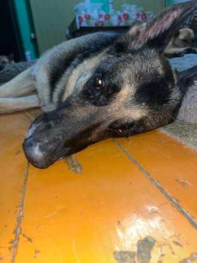 The image shows a close-up of a German Shepherd dog's head. The dog is lying down, with its head turned to the right. The dog has black and tan fur, with pointed ears. Its eyes are open, and it appears to be looking at something off-camera. The background is out of focus, but it appears to be an indoor setting with a yellow, possibly wooden, surface next to the dog. There is another dog visible in the background, also lying down. The lighting suggests it could be daytime, but no specific time of day can be determined. No text is visible in the image. The overall impression is a calm, indoor scene with domestic animals. The location context of Nizhny Tagil, Russia, does not provide any specific visual cues within the image itself.
