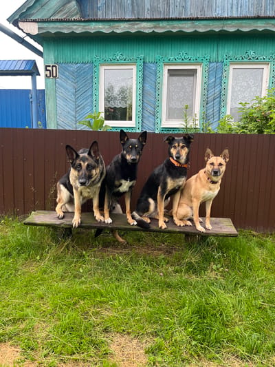 Four dogs are sitting on a wooden bench in front of a wooden house with a blue and turquoise facade. The house has carved decorations around the windows and the number 50 is visible on the front. The dogs are positioned from left to right: a German Shepherd, a black and tan dog, another black and tan dog with an orange collar, and a tan dog with a pink collar. The bench is placed on a grassy area, and a brown wooden fence is behind the dogs. The overall scene appears to be in a rural or suburban setting, possibly a dacha or a private residence. The image was taken outdoors, with natural lighting.