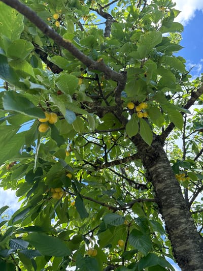 An upward-angle shot shows a cherry tree with yellow cherries and green leaves against a bright blue sky with some clouds. The tree trunk is on the right side of the image, with rough, gray bark. Branches extend across the frame, covered in dense green foliage. Clusters of yellow cherries are visible among the leaves, some appearing ripe and plump, others smaller and less developed. The sun is shining, casting shadows and highlighting the texture of the leaves and bark. The scene appears to be in an outdoor setting, possibly a garden or park in Navdaraantkari, Georgia, given the context provided. There are no people or animals visible in the image.