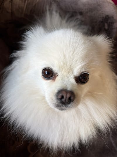 A close-up, head-on, vertical shot shows the face of a white Pomeranian dog. The dog is fluffy, with its fur framing its face and obscuring its body. Its eyes are dark brown and round, with a slight sheen of light reflection. The dog's nose is dark brown and moist. The background is dark and appears to be some form of fabric, possibly a blanket or cushion. The scene is lit from above, casting soft shadows. The image has a shallow depth of field, with the dog's face in sharp focus and the background blurred. The location is described as Папярнянскі сельскі Савет, Belarus, though the image itself offers no direct visual cues to confirm this geographical placement.