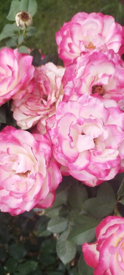 The media file is a close-up, vertical shot of several pink and white roses. The roses are in various stages of bloom, with some fully open and others just beginning to unfurl. The petals have a delicate, ruffled edge and are variegated with shades of white and bright pink. The centers of the open roses reveal hints of yellow and brown stamen. In the upper left corner, a spent rose bud or seed head is visible, also light in color with brown remnants. The background is filled with dark green foliage and out-of-focus grass, suggesting an outdoor garden setting. The lighting appears soft, indicating it might be daytime, possibly overcast or in the shade, as there are no harsh shadows. The overall impression is one of natural beauty and the abundance of a rose garden. There is no visible text in the image. The context provided indicates the location is Tashkent, Uzbekistan.