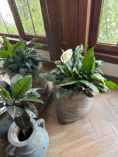 A close-up, eye-level shot captures a collection of potted plants situated on a light-colored, wooden herringbone floor. The scene is illuminated by natural light filtering through a large window with wooden frames, revealing lush greenery outside.

In the foreground, a light-colored, textured stone planter holds a vibrant peace lily, its white spathe and yellow spadix prominently displayed amidst its glossy green leaves. To the left, another stone planter contains a plant with dark, variegated leaves, tinged with hints of red and yellow. Further back, a larger, weathered stone pot houses another lush green plant.

The wooden window frame and paneling add a warm, rustic feel to the environment. The background is dominated by the green foliage visible through the window and the rich tones of the wooden interior. The overall impression is one of a tranquil, indoor botanical display within a well-lit space. This scene is located in Mirikənd, Azerbaijan.