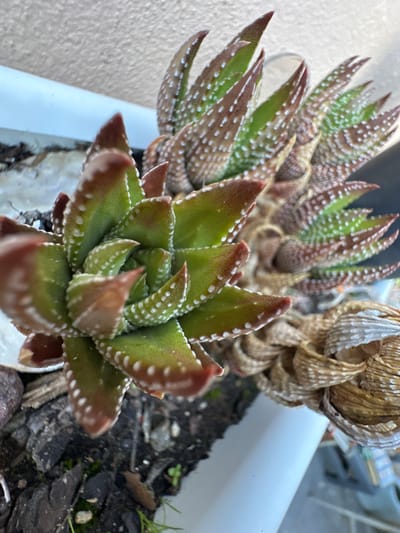 A close-up, high-angle shot shows a succulent plant with thick, pointed leaves. The leaves are primarily green with brownish-red tips, and scattered white spots. The plant is potted in a white container filled with dark soil mixed with small pieces of bark. In the background, another similar succulent is visible, along with a dry, withered plant stalk. The image is taken outdoors, next to a textured wall. It is not possible to discern any additional details that would place the location in Cape Town, South Africa.