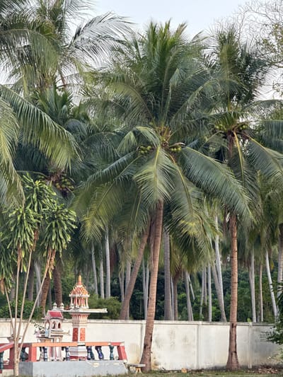 The scene is located in Thap Sakae, Thailand, and depicts a large grove of coconut palm trees under an overcast sky. In the foreground, a traditional Thai spirit house complex is positioned on a raised concrete platform. The platform features a red-painted base and balusters with varied colors including red, blue, and green. The complex includes a prominent, ornate spirit house with a multi-tiered, reddish-orange roof and detailed decorations, and a smaller, simpler spirit house situated to its left. To the right of this platform, a small wooden bench rests on the earthen ground. A light-colored concrete wall runs horizontally across the midground, separating the foreground from the dense background. Behind this wall, numerous tall coconut palm trees, bearing clusters of green coconuts among their fronds, extend into the distance. Some palm trunks exhibit attached epiphytic green plants. No human subjects are present in the image.