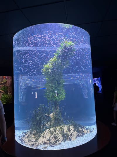 The image shows a large, cylindrical aquarium at Loro Parque in Puerto de la Cruz, Spain. The aquarium is filled with clear blue water and contains numerous small, brightly colored fish, predominantly neon tetras, swimming in schools. A central, artificial plant structure with green foliage rises from the gravelly bottom. The aquarium is illuminated from above, casting a bluish light. In the background, other exhibits and visitors are partially visible in the dimly lit surrounding environment.