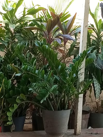 A collection of potted plants are arranged outdoors, likely in a garden or nursery setting. The plants vary in size and species, with lush green foliage dominating the scene. In the foreground, a large plant with glossy, oval-shaped leaves is housed in a textured gray pot. Behind it, several other potted plants are visible, including some with darker, reddish-purple leaves and others with tall, spiky green leaves. The background shows a brick wall and some overhead structures that suggest an outdoor space. The lighting indicates it's daytime, possibly late morning or early afternoon, with the sun casting shadows and illuminating the leaves. There is no visible text. The overall impression is one of a vibrant and thriving plant collection. The scene is static, with no discernible activity or event taking place, suggesting a still-life composition of the plants. The location context of La Tagua, Venezuela, implies a warm, tropical or subtropical climate, which is consistent with the types of plants depicted.