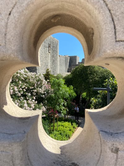 Framed by a quatrefoil architectural element of a light-colored stone structure, a sunlit garden scene unfolds. The garden features lush green bushes and trees, with a prominent flowering bush adorned with clusters of small, pale pink and white blossoms dominating the left side of the view. A pathway, partially visible, runs through the garden, and a lone individual wearing a white shirt and dark trousers stands on the path, looking towards their right. In the background, the imposing stone walls of the historic city of Dubrovnik, Croatia, rise against a clear blue sky. The architecture suggests the city walls and fortifications, with visible stonework and crenellations. The scene captures a serene moment within the ancient city, with a contrast between the sculpted stone frame and the vibrant, living garden below.