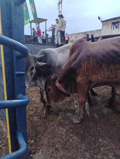 The image depicts two Brahman cattle inside a holding pen in Tinaquillo, Venezuela. The pen is constructed of blue metal bars, with yellow accents. One cow is gray, and the other is brown with dark streaks, both standing on muddy ground. In the background, a group of people stands on a raised platform, some with hats. A building with a window is visible behind them, along with banners.