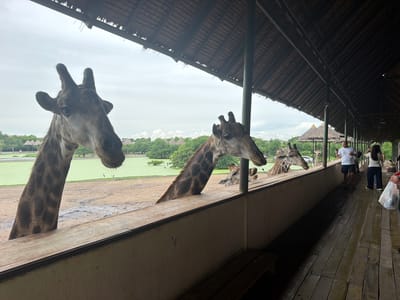 The image shows a group of giraffes at a zoo or wildlife park, likely in Bangkok, Thailand. In the foreground, several giraffes are visible with their heads over a wooden barrier, some appearing to be eating or drinking. The environment behind the barrier includes a green body of water, dry ground, and lush trees in the distance, suggesting an outdoor enclosure. A thatched-roof structure extends over a wooden walkway where several people are standing and observing the giraffes. One man in a white t-shirt and shorts is holding a phone, and a woman in a grey top and dark pants is carrying a white bag. The wooden walkway appears wet, possibly from recent rain. The overall atmosphere suggests a typical zoo experience where visitors can get close to the animals.
