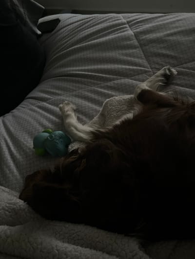 A dog with brown and white fur rests on a patterned gray bed with a white blanket to the right. A small, blue and green toy sits beside the dog's white leg. The dog's dark fur covers most of the right side of the frame, making it difficult to discern specific features. The scene is dimly lit.