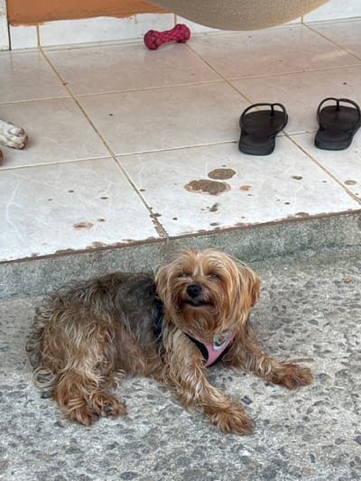 The media file presents an overhead view of a small, long-haired dog lying contentedly on a textured grey concrete surface. The dog, likely a Yorkshire Terrier mix, has predominantly brown and blond fur and is wearing a pink harness. Its head is turned towards the camera, displaying a happy or relaxed expression with slightly squinted eyes and an open mouth.

The scene is divided by a clear border into two distinct outdoor surfaces. On the left side, a light-colored tiled patio is visible, featuring visible grout lines and some scattered dark stains. Resting on this tiled area are two dark-colored flip-flops and a red, bone-shaped dog toy. A large, beige object, possibly a planter, is partially visible on the far left. At the bottom-left corner, the white paws of another dog are slightly visible, suggesting a second animal is present.

The bright, even lighting indicates it is daytime, with clear and likely warm weather. The overall impression is one of leisure and domesticity in an outdoor setting, such as a patio or garden, characteristic of a location like Cabo Frio, Brazil. No visible text is present in the image.