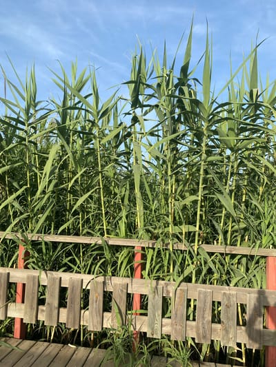 In an outdoor scene, likely near a body of water, tall green reeds dominate the frame, reaching towards a clear blue sky with wispy clouds. A wooden walkway or boardwalk is visible in the foreground, constructed from weathered planks. Adjacent to the walkway is a rustic wooden fence, with vertical planks and horizontal rails, some of which are supported by red posts. The reeds grow densely behind the fence, forming a lush green wall. The image was taken in Resinera-voladilla, Spain.