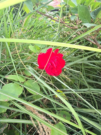 A vibrant red rose blooms amidst lush green foliage and tall grasses. The background reveals a brick building, suggesting an urban setting. The scene is detailed and visually rich, with a focus on the natural elements. No people are present. The image is sharp and clear, capturing the intricate textures and colors of the plants.
