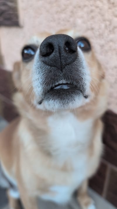 A close-up, low-angle shot focuses on the wet nose and mouth of a light brown and white dog. The dog's black nose is prominent, with two dark nostrils. Below the nose, its mouth is slightly open, revealing a moist lower lip and some white fur around its muzzle. The dog's eyes, visible in the upper corners of the frame, are dark and reflect light. The background is blurred, showing a textured, light-colored wall and some darker, out-of-focus elements that could be part of a building's exterior. There are no people or indications of the city of Izmail, Ukraine present in this image. The scene appears to be outdoors, possibly on a patio or near an entrance.