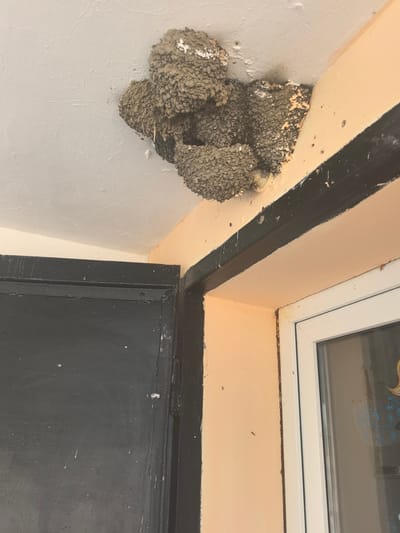 A bird's nest, constructed of mud and straw, is affixed to the corner where a white ceiling meets a peach-colored wall. The nest appears layered and somewhat irregular in shape. Below the nest, a black-painted doorway or cabinet is visible on the left, with white specks scattered across its surface. To the right of the doorway, a white-framed window with a glass pane showing a faint blue decorative pattern is situated. The overall scene suggests an exterior or semi-exterior location, possibly a covered porch or eaves area, in the city of Bolshoy Raznokol, Russia.
