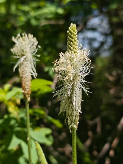 The image features two plantain plants in a natural outdoor setting. The plantain on the right is in sharper focus and has a green seed head at the top with white string-like structures extending from it. The plantain on the left is more faded in color and appears to be past its prime. The background consists of blurred green foliage and branches. The location, Svobody, Russia, is not visually verifiable from the image itself.