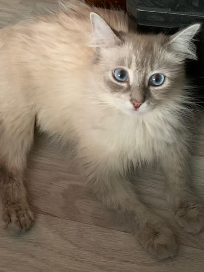 A fluffy cat with striking blue eyes is lying down on a wooden floor. The cat has light brown and white fur, with darker markings on its ears and face. Its eyes are wide open and looking upwards, giving it an alert and curious expression. The cat is positioned on its side, with its paws extended. The background consists of a light-colored wooden floor, with visible grain patterns. A dark object, possibly a piece of furniture, is partially visible in the upper left corner of the image. The lighting suggests it might be daytime, with soft light illuminating the cat. The overall scene is peaceful and domestic. No text is visible in the image.