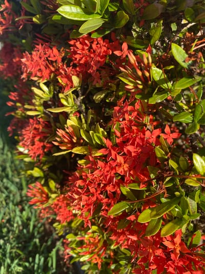 A close-up, eye-level, outdoor shot captures a dense cluster of vibrant red Ixora flowers with glossy green leaves. The flowers are star-shaped and arranged in conical clusters, with some buds still visible. The background transitions from the foliage to a blurred green patch of grass and soil on the left side of the image. The lighting suggests a sunny day. The image is taken in Miami, Florida, USA.