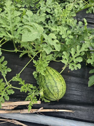 A small, unripe watermelon rests on black landscape fabric, surrounded by green, leafy vines. The watermelon is oblong and green with darker green stripes. In the foreground, broken pieces of dry stalks and a grey pipe are visible. The scene appears to be an outdoor garden or farm in Gumi-si, South Korea.