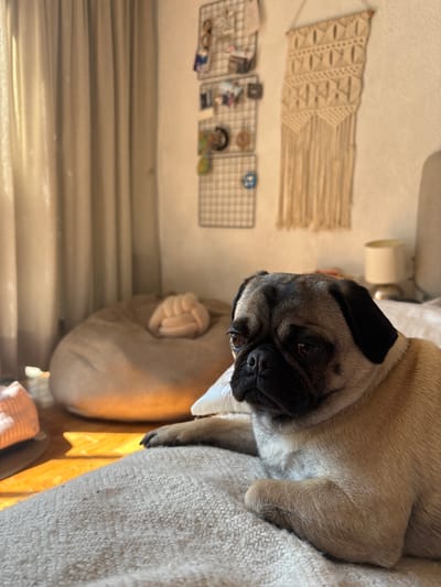 A fawn-colored pug dog is depicted lying down, appearing relaxed and looking directly towards the viewer with a calm expression. Its head is prominent in the central-right portion of the image. The pug has characteristic black features around its snout, eyes, and one visible ear. Its body is partially visible, resting on a textured, light-colored blanket or cushion, which has a knobbly, woven appearance. One of its paws is visible, tucked near its body.
In the background, to the left of the pug, a soft, light-brown dog bed or cushion is visible on the floor, featuring a distinctive knot-like detail. Further back, against a light-colored wall, there are several decorative elements. A beige or off-white macrame wall hanging with geometric patterns and long fringe is displayed at the top. Below the macrame, three rectangular wire grid panels are mounted on the wall. The two left-most panels hold various small items such as photos, clips, or pins, while the rightmost panel appears mostly empty.
Towards the bottom left of the image, light-colored curtains or blinds are visible, suggesting a window nearby. A section of wooden flooring is also visible, illuminated by a warm glow of natural light, indicating it is daytime. The overall scene suggests a cozy indoor setting. The image itself is oriented sideways, with the pug's body and all background elements rotated 90 degrees clockwise.