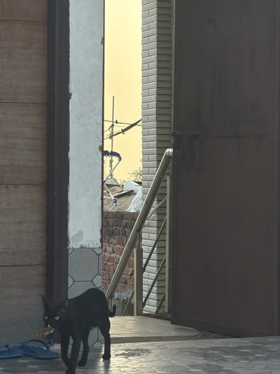 A black cat with yellow eyes walks left to right, carrying something brown in its mouth, across a paved surface. The cat is in the foreground, with a brown wooden door on the left and a dark brown metal door on the right. In the background, there is a brick wall and a view of a sky that is a pale yellow, suggesting dusk or dawn. A metal railing runs diagonally across the scene. To the left of the cat, there are two blue flip-flops on the ground. The scene appears to be an outdoor entryway or passage.