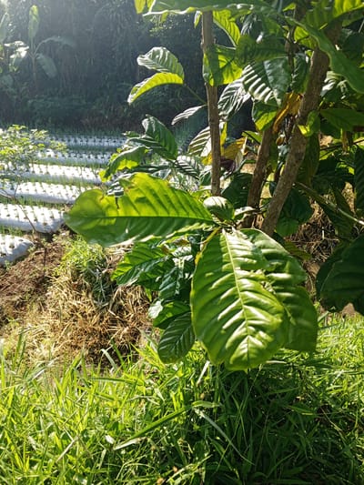 The image depicts a lush, sunlit outdoor scene. In the foreground, vibrant green grass dominates, with the leaves of a small tree or shrub prominently displayed. Behind the tree, the soil appears to be a mix of brown earth and dry vegetation. Further in the background, what appears to be a cultivated field with rows of plants arranged in white containers stretches towards a densely vegetated area. The location is likely in Thalang, Laos.