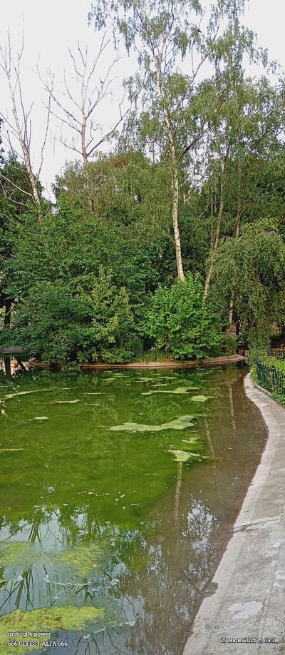 This media file depicts a serene outdoor scene of a pond surrounded by lush greenery, likely in Krakow, Poland. The pond's water is a vibrant, almost opaque green, with patches of lighter green algae floating on the surface, creating an organic, abstract pattern. The reflections of the surrounding trees and the sky are visible in the water, adding depth and complexity to the scene.

Dominating the background is a dense wall of trees, primarily deciduous with varying shades of green foliage. Interspersed among the leafy trees are several tall, slender birch trees with their distinctive white bark. The upper branches of some trees appear bare, suggesting it might be late spring or early autumn. The sky is overcast and pale, indicating a soft, diffused light, typical of a cloudy day.

To the right of the pond, a curved concrete pathway or embankment is visible, bordered by a dark metal fence. This suggests a public park or garden setting, designed for visitors to enjoy the natural beauty. The overall mood is tranquil and peaceful, with no people or active events depicted.

Visible text in the lower left corner of the image reads "moto g06 power" and "666 GEFEST ALFA 666". In the lower right corner, text in Cyrillic script indicates a date: "29 Июн. 2026 г., 19:18", translating to "June 29, 2026, 7:18 PM". This date is likely a digital timestamp from the camera.