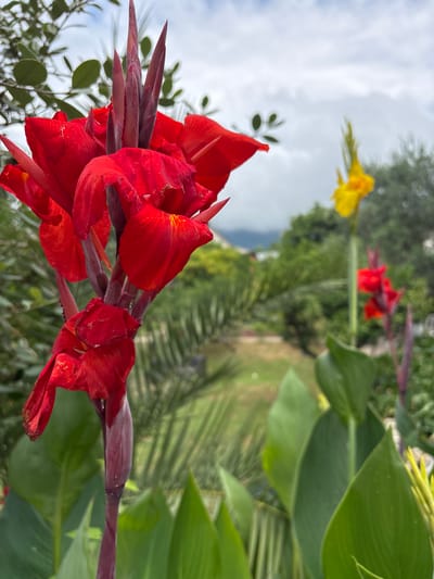 A close-up, eye-level shot focuses on a vibrant red Canna Lily flower and its buds in the foreground, dominating the left side of the frame. The flower's petals are a deep, rich red, some appearing slightly ruffled, with hints of yellow near their bases. Several dark red buds are clustered at the top of the stalk. Behind the prominent red flower, a blurred background reveals a lush green garden with more Canna Lilies. Further in the distance, a bright yellow Canna Lily stands out, with another red one visible to its right, also out of focus. The garden appears to be situated in a tropical or subtropical environment, with lush foliage and palm fronds visible. Beyond the garden, a hazy landscape of green trees and hills meets a cloudy sky. The overall impression is one of abundant natural beauty, likely captured on an overcast day in a garden setting in Psyrdzkha, Abkhazia. There are no people or animals visible in the image.