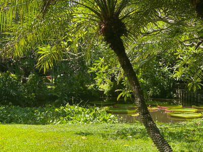 The image depicts a lush botanical garden scene with a focus on tropical plants and a water feature. In the foreground, a vibrant green lawn is illuminated by sunlight. A large palm tree, leaning diagonally from the right side of the frame, has a textured trunk and fronds that partially obscure the background.
Behind the lawn, a body of water is visible, densely populated with aquatic plants. Prominently featured are several large, circular Victoria amazonica water lily pads, some appearing a vibrant green and others with reddish undersides. Smaller aquatic plants with bright green leaves and delicate white flowers are clustered around the lily pads.
The background is a dense wall of tropical vegetation, with various shades of green foliage creating a sense of depth and seclusion. Sunlight filters through the leaves, casting dappled shadows. In the far background, a wooden structure resembling a fence or railing is partially visible.
While the image itself doesn't explicitly indicate the location, the presence of tropical flora and the architectural style of the wooden structure are consistent with botanical gardens found in Bangkok, Thailand, such as the Queen Sirikit Park or the Bangkok Butterfly Garden and Insectarium. No people or animals are visible in the scene.