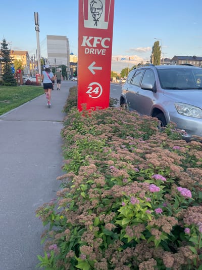 The image, taken in Brovary, Ukraine, depicts a bright, sunny day. In the foreground, a large red sign with the KFC logo and the words "KFC DRIVE" is prominently displayed. An arrow points to the right, indicating the drive-thru lane, and a circular icon with "24" suggests the establishment is open 24 hours. Adjacent to the sign is a lush, green bush with clusters of small pink and brown flowers, with a silver car partially visible behind it.
To the right of the sign, a paved walkway runs alongside the flowering bush. Two individuals are walking on the walkway. One person, seen from behind, is wearing a light blue t-shirt, black shorts, and a white helmet, and is riding a scooter. Another person, further ahead, is wearing a dark green t-shirt and black shorts.
In the background, there are buildings, streetlights, and traffic lights, hinting at an urban or suburban setting. The sky is clear and blue, indicating good weather. The overall scene suggests a normal day at a fast-food establishment, with people going about their activities. The presence of the KFC sign and the drive-thru arrow clearly indicates the location is a KFC restaurant.