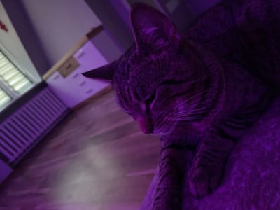 The media file features a close-up, angled shot of a tabby cat resting. The cat is predominantly in shades of purple due to artificial lighting, though its tabby markings are visible. Its eyes are closed, and its head is tilted down, suggesting it is asleep or very relaxed. The cat's paws are also visible, one resting on a textured surface that is also illuminated in purple.
In the background, a radiator painted purple is visible, along with a window with blinds. The floor appears to be wooden and reflects the purple light. Further back, a portion of a wall with some shelving or a cabinet can be seen, also tinged with purple. The overall impression is an indoor setting, likely a room in a home, illuminated by purple lighting, possibly from an LED strip or lamp. The time of day is not discernible, but the indoor setting and relaxed cat suggest a calm, private moment. There is no visible text in the media file. The location context of Gliwice, Poland, does not provide any specific visual cues within the image itself.