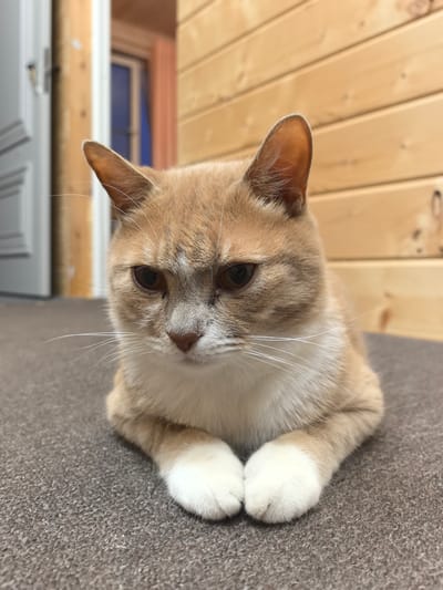 A close-up, eye-level shot shows a ginger and white cat lying on a gray carpet indoors, in a room with wood-paneled walls and a partially visible white door in the background. The cat is looking down with its front paws tucked beneath its chest. The cat's fur is a mix of light brown and white, with white paws and chest. Its eyes are dark brown and appear slightly droopy, giving it a somewhat melancholic expression. The wood-paneled walls are a warm, light brown color and are oriented horizontally. The lighting is soft and diffused, suggesting an indoor setting. The image appears to have been taken in the city of Pogorelki, Russia.