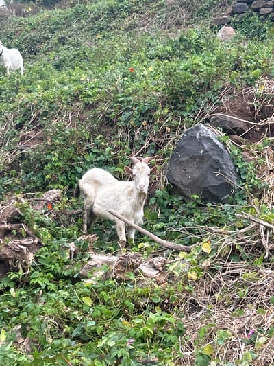 A white goat stands in a dense, green, overgrown hillside in Câmara de Lobos, Portugal. The goat is facing the camera and has short, curved horns and light-colored fur. It is surrounded by lush vegetation, including ivy and other leafy plants, with fallen branches and some rocks visible in the terrain. In the background, another white goat is partially visible, further up the slope. The scene is natural and appears to be an outdoor, rural setting within the municipality.