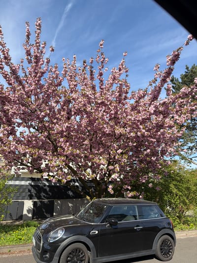 A black Mini Cooper car is parked on a street adjacent to a flowering tree with pink blossoms in Maintal, Germany. The house behind the tree has a black and white facade. The sky is blue with light clouds. The season is Spring.