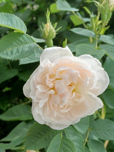 The image is a close-up photograph of a pale pink rose in bloom. The rose is the primary subject, filling the center of the frame with its many delicate petals. In the background, out-of-focus green leaves and rose buds suggest a garden setting. There are no people or man-made structures visible in the image. The photograph was taken outdoors, likely during daylight hours, given the natural lighting.

The question asks for the location in the city of Riga, Latvia. Based on the visual information available, it is impossible to determine the specific location of this rose within Riga. The image depicts a natural scene that could be found in any garden or park.
