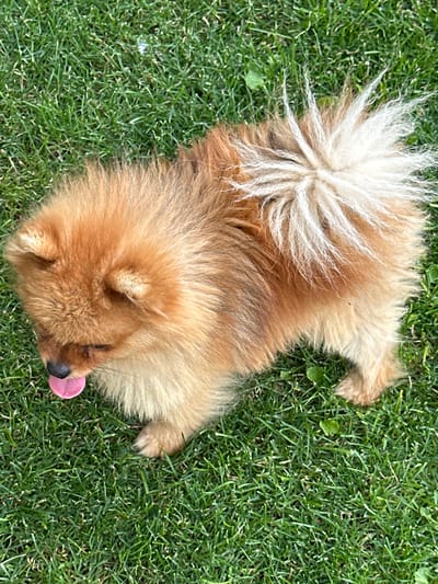 A Pomeranian dog with tan and white fur is lying on a vibrant green lawn. The dog's head is turned to the left, with its pink tongue sticking out. Its tail, which is a mix of white and tan, is held high and curled over its back. The background is entirely composed of the grassy lawn, with no other objects or people visible. The scene appears to be an outdoor setting. There is no information available to confirm the location in the city of Asenovgrad, Bulgaria.
