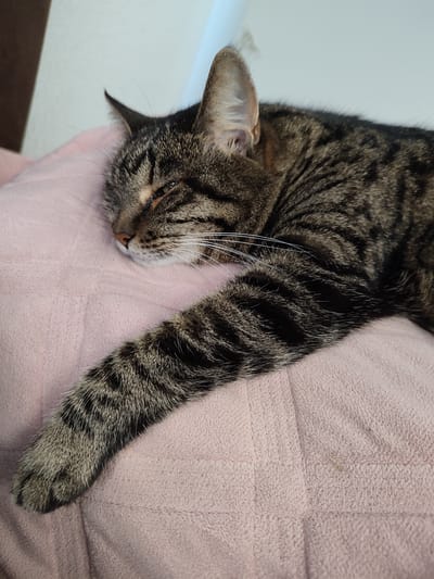 A tabby cat is sleeping soundly on a pink textured surface, likely a blanket or pillow. The cat is lying on its side with its eyes closed and its front paw extended. Its fur is a mix of brown, black, and gray stripes, with white whiskers. The background is blurred but appears to be a light-colored wall. The image is a close-up shot, focusing on the sleeping cat. The scene is domestic and tranquil.