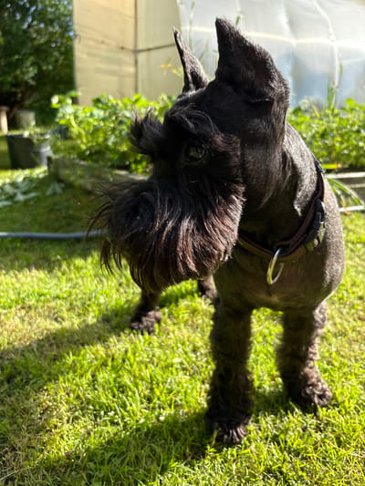 A black miniature schnauzer is standing on a patch of green grass in a garden. The dog is facing to the left of the frame, with its head turned slightly back towards the camera. The dog has a brown collar with a silver ring attached. The background of the image shows rows of green plants, some garden tools, and a greenhouse structure. The sun is shining, casting shadows on the grass. The location is identified as the city of Leningradskaya, Russia.