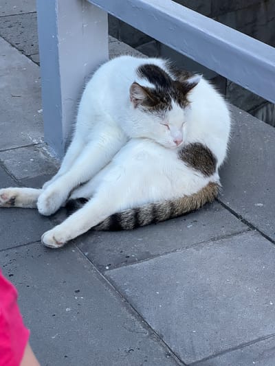 A white cat with brown markings is sleeping curled up on a grey tiled surface next to a grey pillar and railing. The cat's eyes are closed, and its body is positioned in a relaxed, coiled manner. The tiled surface appears to be part of an outdoor walkway or patio. There is a small portion of a person wearing a bright pink garment visible in the lower left corner of the image. The overall environment suggests an urban outdoor setting in Horishni Plavni, Ukraine.
