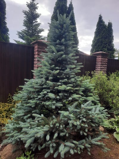 The image depicts a blue spruce tree in a garden setting. The tree is the dominant element, filling the center and lower half of the frame. It has a dense, conical shape with bluish-green needles. To the left and right of the spruce, there are other plants, including some leafy green bushes and a hosta plant with variegated leaves visible on the far right. In the background, there is a dark brown wooden fence, punctuated by two brick pillars with a reddish-brown hue. Behind the fence, several tall, dark green coniferous trees, likely cypress or juniper, are visible against a cloudy sky. The ground appears to be covered in mulch and soil, with a large rock present in the lower left corner. The lighting suggests an overcast day. There are no people or animals in the image. The scene appears to be a residential garden in Парэчча, Belarus.