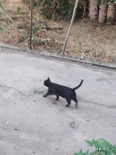A medium-shot, slightly angled, outdoor photograph shows a black cat walking on a paved surface. The cat is facing right, with its body in profile and its head turned slightly to the left. It appears to be in motion, with its legs extended.
The ground surface is a light gray, rough-textured concrete or asphalt, with some scattered debris and small green plants growing through cracks. In the background, the scene transitions to dry, overgrown vegetation, including tall grasses and some bushes. A thin, vertical wooden pole or thin tree trunk is visible, leaning slightly to the right in the left-center of the frame. Behind the vegetation, a blurred backdrop suggests more trees and possibly some structures made of reddish-brown materials, resembling brickwork or stacked logs. A hint of greenery from leaves is visible in the lower right corner of the image.
The lighting suggests it might be daytime, possibly late afternoon, given the angle of light and the slightly muted colors. The weather appears to be dry, with the vegetation looking parched. The overall impression is of a somewhat unkempt, natural outdoor setting. There is no visible text in the image.