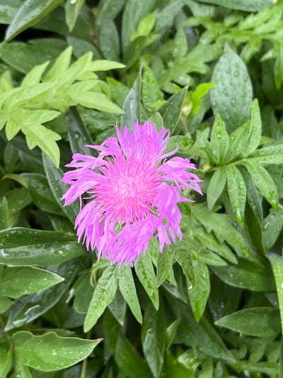 A single, vibrant pink flower with feathery petals is centered in the frame, set against a backdrop of lush green foliage. The leaves are damp, with visible water droplets clinging to their surfaces, suggesting recent rain. The overall impression is one of natural beauty in a garden setting. The image does not contain any specific landmarks or identifying features that would allow for a precise location within the city of Vladimir, Russia.