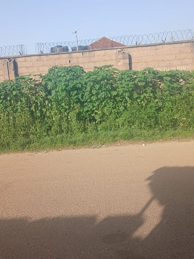 The image shows a street scene in New Stadium, Nigeria. In the background, a brick wall topped with barbed wire fence separates a property from the street. Above the wall, a small red roof structure is visible. In front of the wall, a dense row of green leafy plants with tall stalks grows, interspersed with some smaller grass. The foreground consists of a paved road, likely asphalt, with a subtle texture. A dark shadow, cast by an unseen object or person, stretches across the lower right portion of the road. On the road surface near the edge of the vegetation, a small white object, possibly litter or a stone, is visible. The sky is clear and blue.