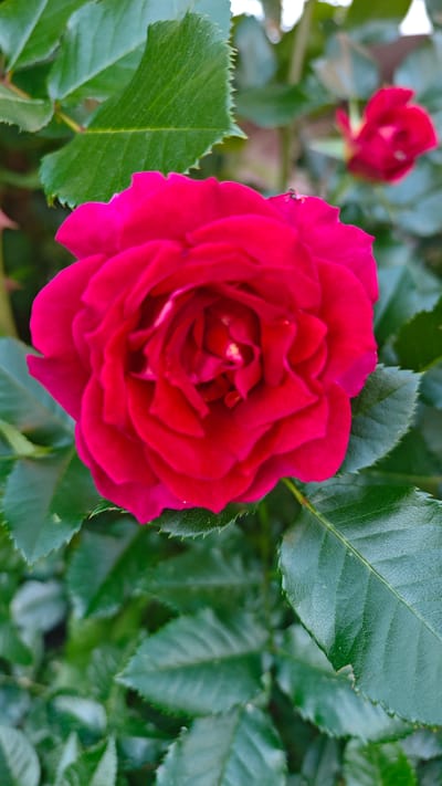 A close-up, vertical shot showcases a vibrant, fuchsia-pink rose in full bloom, its petals tightly furled in the center and unfurling outward. The rose is surrounded by lush, dark green leaves, some of which are blurred in the background, creating a depth of field effect. The texture of the rose petals appears velvety, with subtle variations in shade creating natural highlights and shadows. The edges of the leaves are serrated, a characteristic detail of many rose varieties.
In the upper right quadrant of the image, a second, smaller rosebud is visible, also a deep pink hue, but much less developed than the main subject. Tiny, almost imperceptible on the petal of the main rose, is an insect, possibly a small fly. The lighting suggests it is daytime, with soft, natural light illuminating the flower. The image is sharpest on the main rose and the surrounding leaves, with the background fading into a soft bokeh.
No text is visible in the image. The scene is likely a garden or natural setting, given the presence of flowers and foliage. The overall mood is one of natural beauty and tranquility, focusing on the intricate details of the rose and its surrounding greenery. The specific location cue is Щапово, Russia, providing a geographical context for this botanical scene.