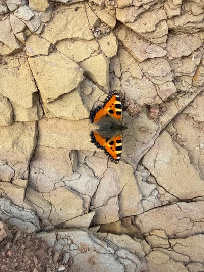 A butterfly with orange and black patterned wings rests on a cracked, beige rock surface. The butterfly is positioned vertically in the center of the frame, with its wings spread open. The rock is composed of rough, fragmented layers, with visible cracks and crevices. The scene is set outdoors, on a natural rock formation, likely in an area with limited vegetation. There are no people or other animals visible in the image.
