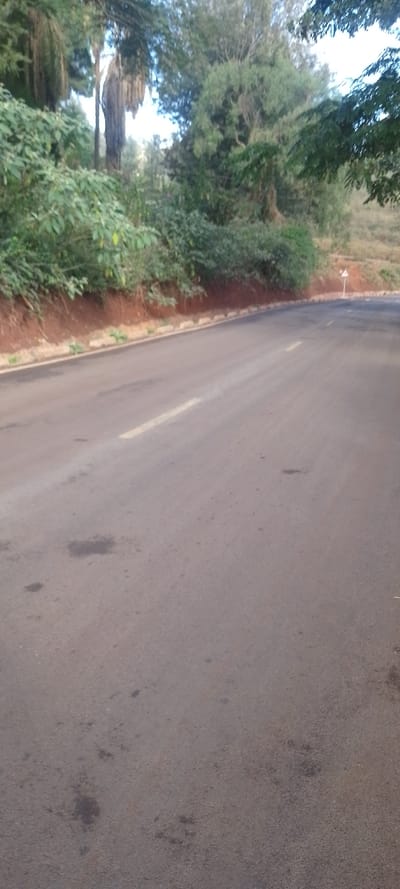 The image captures a ground-level view of an asphalt road bordered by dense vegetation, suggesting a rural or semi-urban environment.
In the foreground, the dark grey asphalt road occupies a significant portion of the frame. It appears to be slightly worn, with several dark, irregular stains or wet patches visible on its surface, particularly towards the lower left and center. A single, faded yellow line runs longitudinally on the road, slightly off-center to the left, likely indicating a lane division or road edge.
To the left of the road, a low, light-colored concrete curb separates the asphalt from a reddish-brown dirt embankment. This embankment slopes upwards and is covered with various green plants and bushes, some clinging to the soil. Behind this immediate greenery, a thick canopy of trees and foliage dominates the left side of the image. Among these are trees with long, drooping, fibrous elements, possibly palm fronds or hanging vines. Patches of brighter light filter through the leaves, indicating an open sky above.
On the right side of the road, more green vegetation lines the path. Further down the road on this side, a small, white, triangular road sign with a red border is visible, partially obscured by the roadside growth. Beyond this, a hill or rise covered in lighter, sparser vegetation can be seen in the background. The upper right corner of the image also shows glimpses of tree canopy.
The lighting suggests it is daytime, possibly morning or late afternoon, with soft, diffused light and no harsh shadows. There are no people, vehicles, or animals visible, giving the scene a tranquil and undisturbed atmosphere.