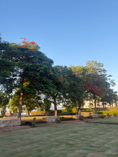 The image depicts an outdoor scene with lush green trees adorned with vibrant red flowers, set against a clear blue sky. The trees are tall and full, with a dense canopy of leaves. The red flowers are scattered throughout the branches, adding a striking contrast to the green foliage. In the background, a well-maintained lawn with a neatly trimmed edge runs alongside a stone-lined pathway. Beyond the lawn, a hedge and a building are visible. The sun appears to be low in the sky, casting a warm, golden light on the scene, suggesting it is either early morning or late afternoon. The overall atmosphere is serene and tranquil, evoking a sense of peace and natural beauty. The location is identified as Sharm El Sheikh, Egypt.